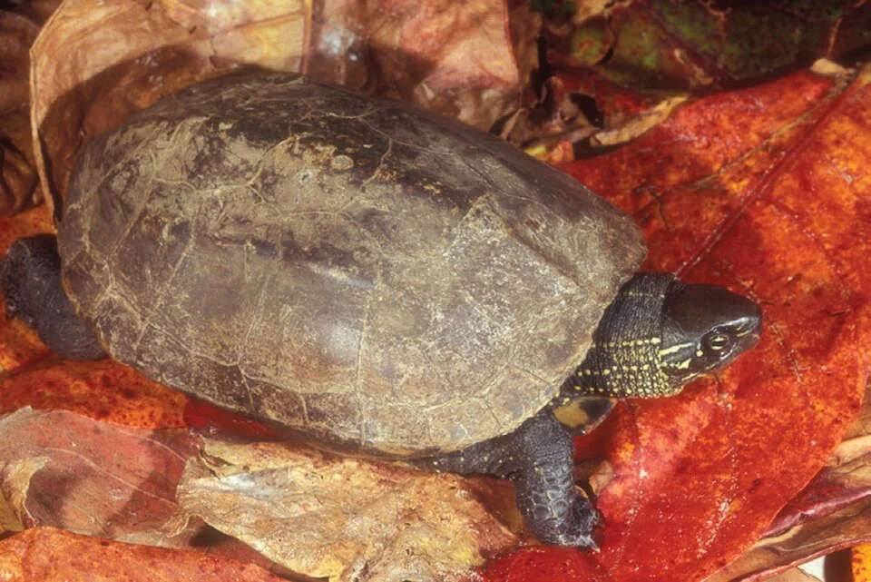 Mauremys reevesii. Male individual of the introduced Chinese pond turtle from the Albergaria
Planalto in New Town Baucau, Baucau District.