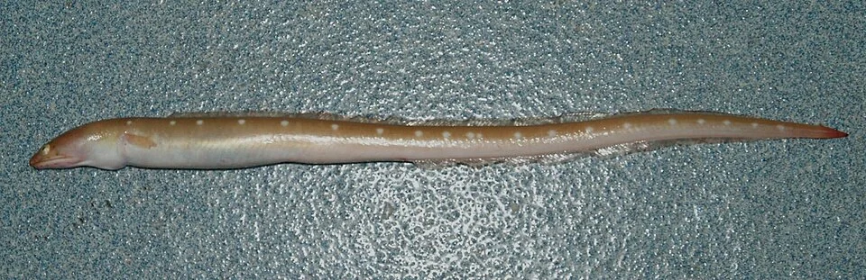 Palespotted eel (Ophichthus puncticeps). Gulf of Mexico.