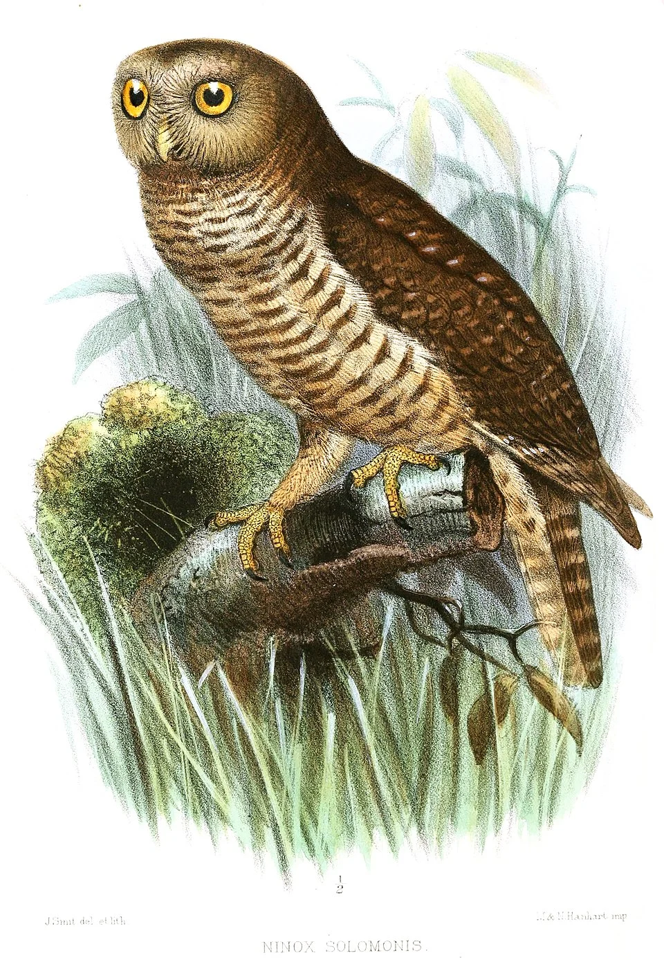 Bismarck Hawk-owl