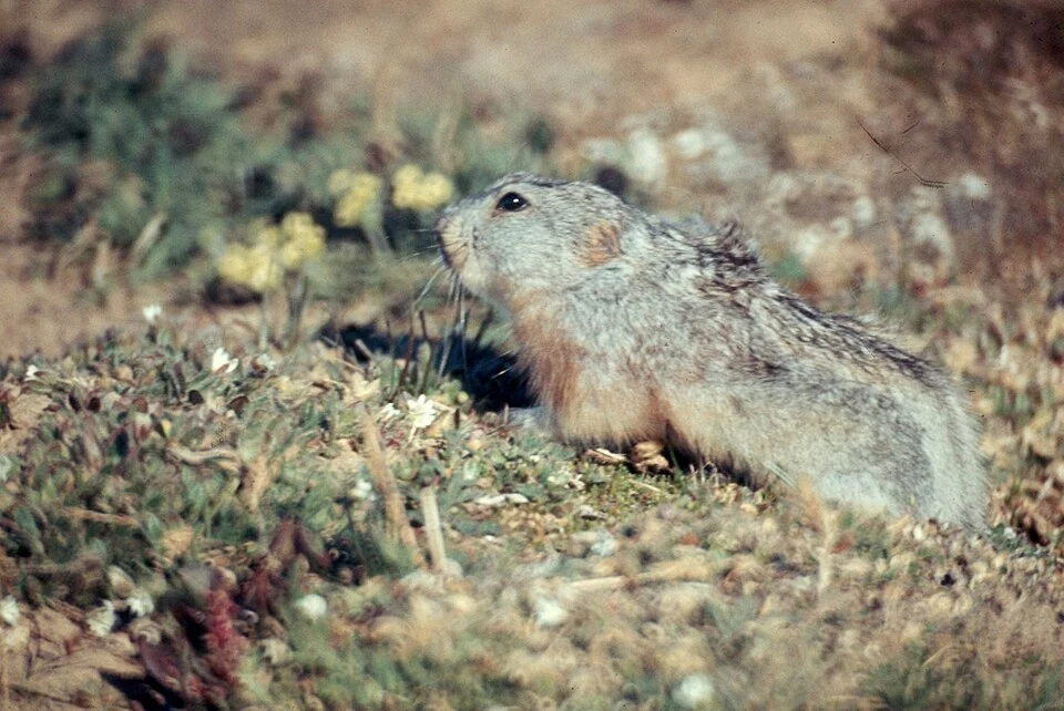 35 mm slide; color. Scientific Classification: Kingdom: Animalia; Phylum: Chordata; Class: Mammalia; Order: Rodentia; Family: Muridae; Genus: Dicrostonyx; Genus species: Dicrostonyx groenlandicus. Animal characteristics: Identification: In the summer the coat of the collared lemming is brown and heavy. Its winter coat is white, and the third and fourth front claws grow another prong; Habitat: Tundra; Diet: Herbivore: green plants, herbs; Reproduction: Breeding in the summer and winter, collared lemmings can have 2-4 litters per year. Gestation lasts 16-28 days, after which the female gives bir
