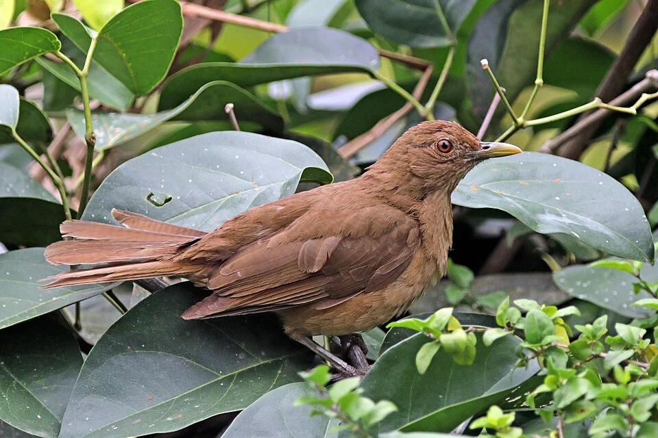 Clay-coloured thrush (Turdus grayi casius), Soberania National Park, Panama