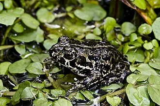 Anaxyrus exsul ; Deep Springs, Inyo County, California