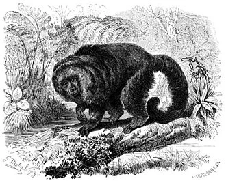 Hairy Saki (Pithecia hirsuta)