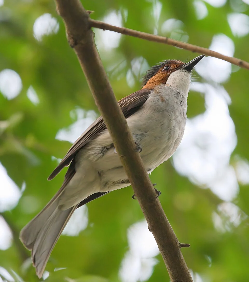 Chestnut bulbul