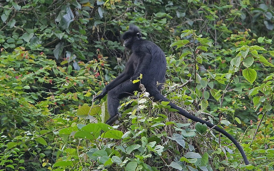 Hatinh Lutung (Trachypithecus hatinhensis)