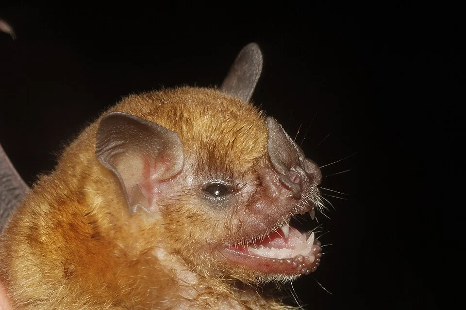 Honduran Yellow-shouldered Bat (Sturnira hondurensis). Species of mammal.