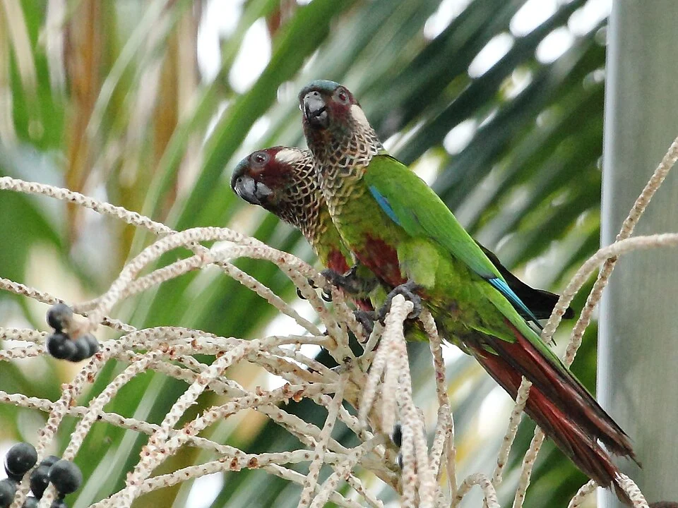 Painted parakeet; Presidente Figueiredo, Amazonas, Brazil