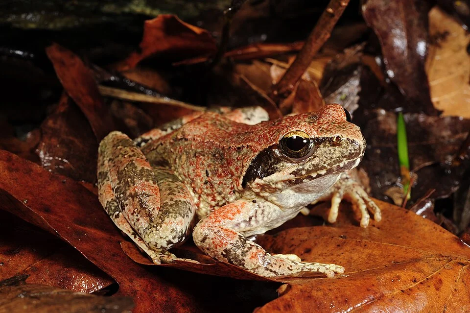 Greek Frog from Olymp