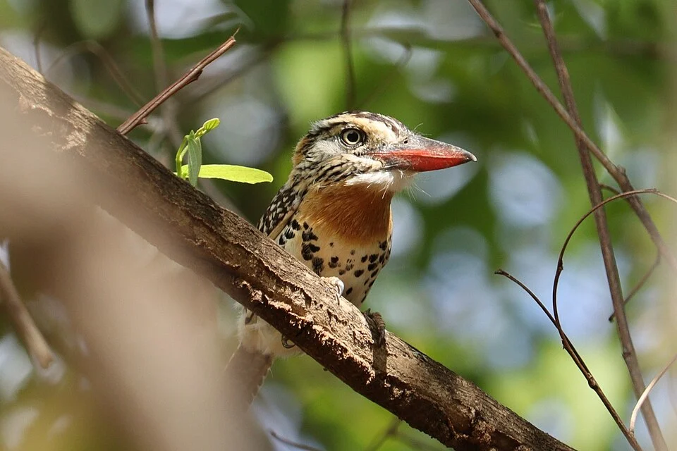 Spot-backed Puffbird (Nystalus maculatus)