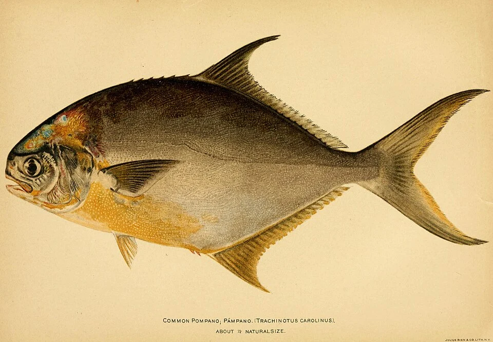American food and game fishes : a popular account of all the species found in America north of the Equator, with keys for ready identification, life histories and methods of capture / by David Starr Jordan and Barton Warren Evermann ; illustrated with colored plates and text drawings, and with photographs from life by A. Radclyffe Dugmore.
