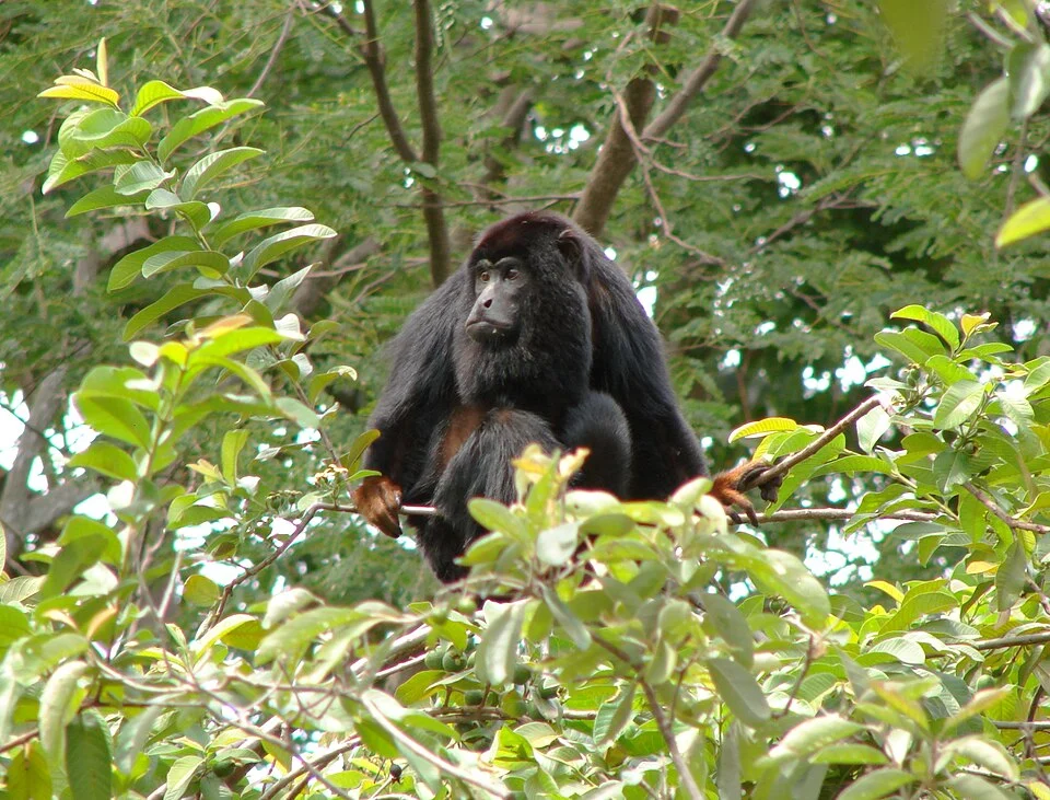 Red-handed howler monkey (Alouatta belzebul) in Tucuruí, Pará State, Brazil.