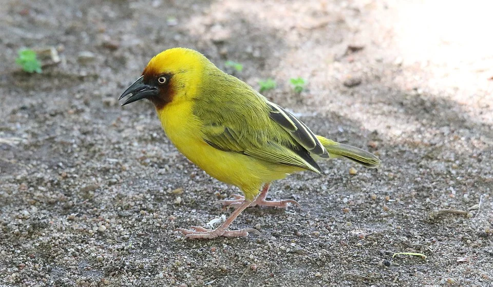 Northern Brown-throated Weaver (Ploceus castanops)
