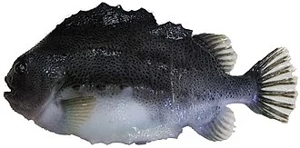 Picture of female lumpfish Cyclopterus lumpus