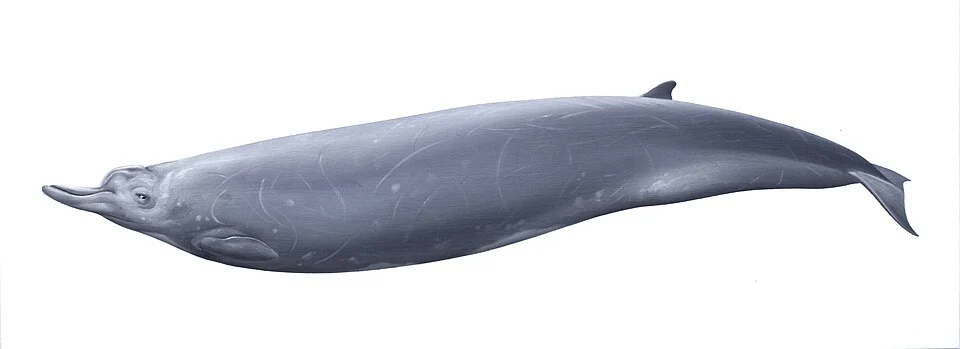 Berardius arnuxii (Arnoux's beaked whale), oil on paper