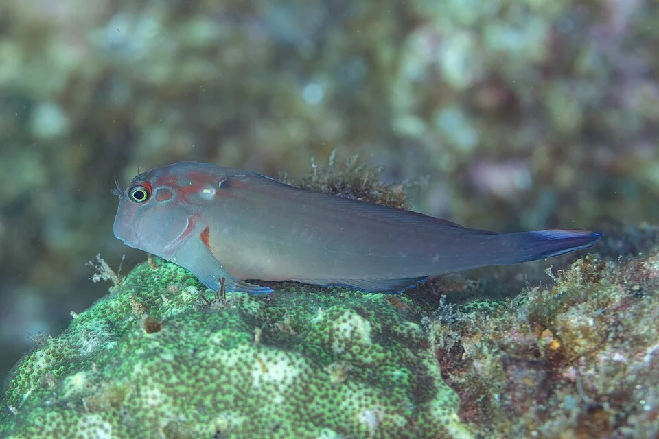 Large-banded blenny (Ophioblennius steindachneri), Cabo San Lucas, Baja California, Mexico. It's  found in coral reefs in the eastern Pacific ocean. This species reaches a length of 18 centimetres (7.1 in). They are territorial and feed during the day when they graze on algae and prey on sessile invertebrates by using the incisor teeth, which are similar in shape to combs, to scrape food off the rock.
