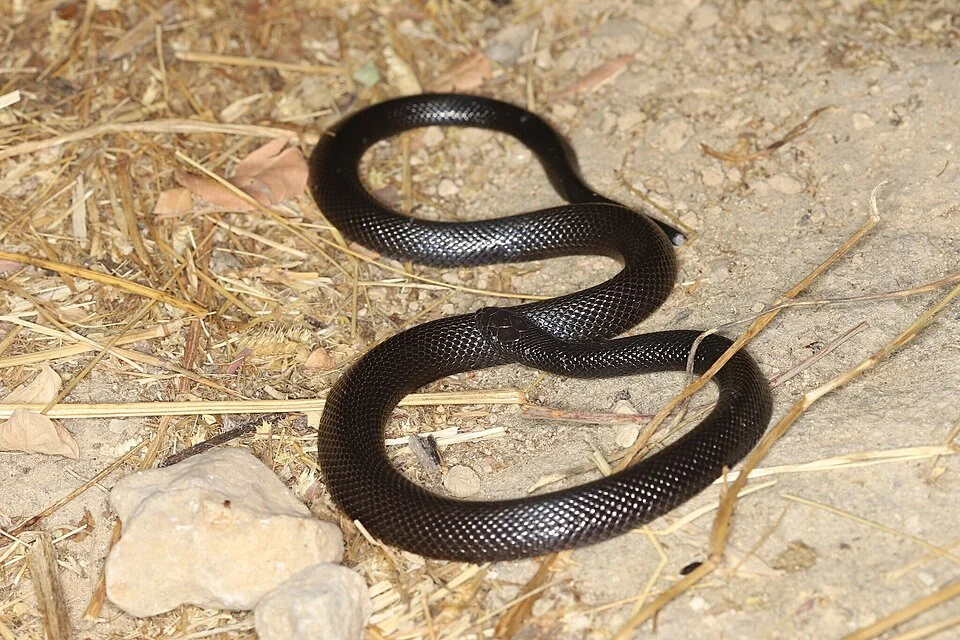 Anderson's Stiletto Snake (Atractaspis andersonii). Species of reptile.