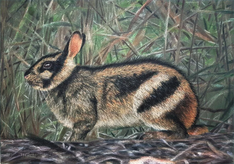 Illustration of a Sumatran striped rabbit (Nesolagus netscheri)
