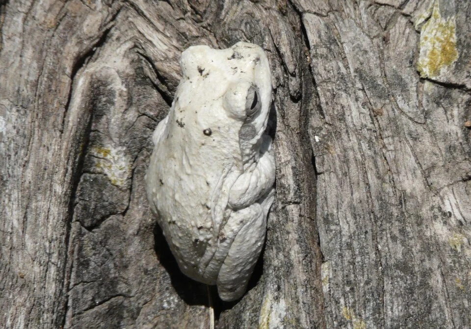 Chiromantis xerampelina at Insindi Ranch, Gwanda (Matabeleland, Zimbabwe)