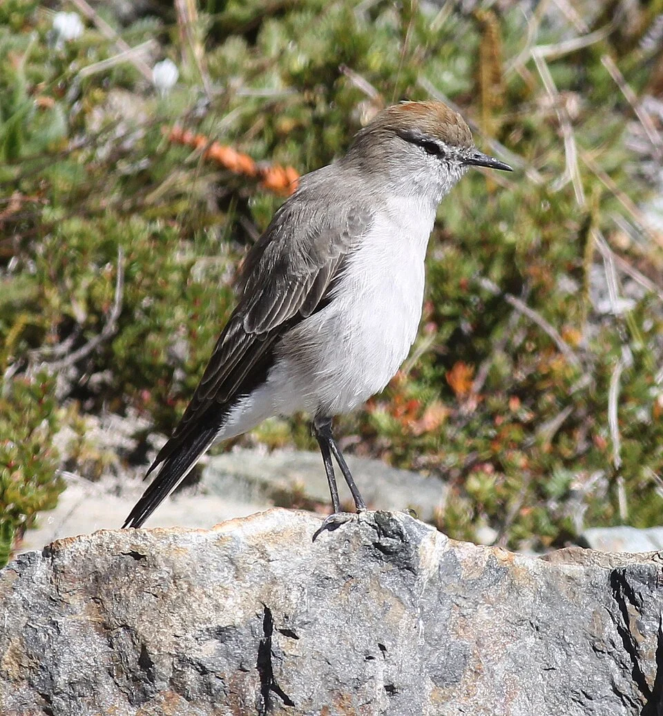 White-browed Ground-tyrant, Argentina