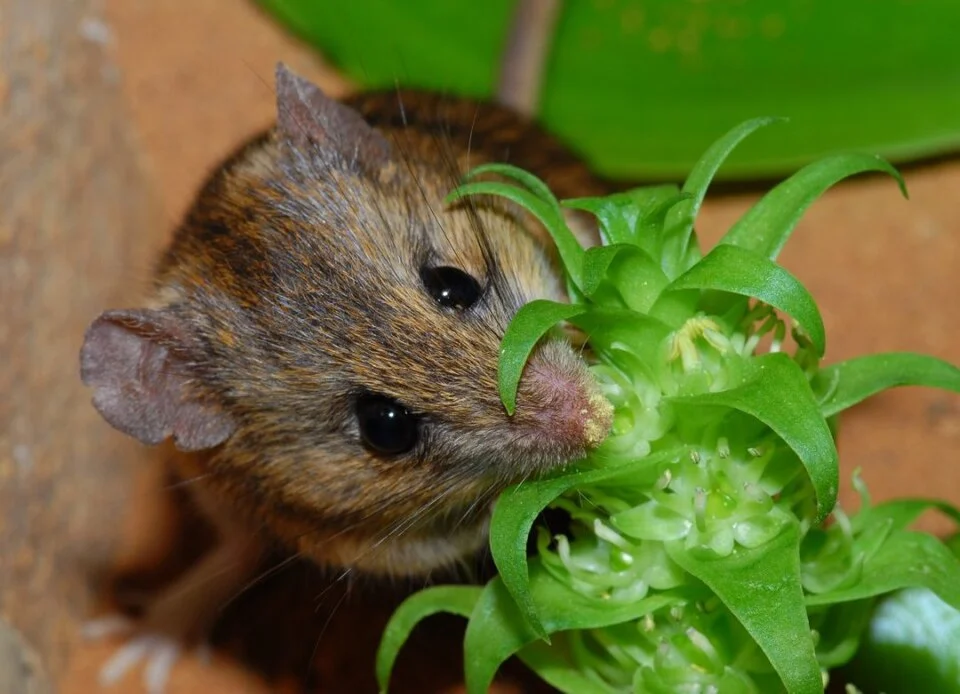 “A Namaqua rock mouse (Aethomys namaquensis, Muridae) getting dusted with pollen of the Pagoda Lily (Whiteheadia bifolia, Hyacinthaceae) while lapping nectar at the flowers.”