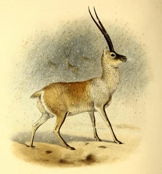 The book of antelopes.