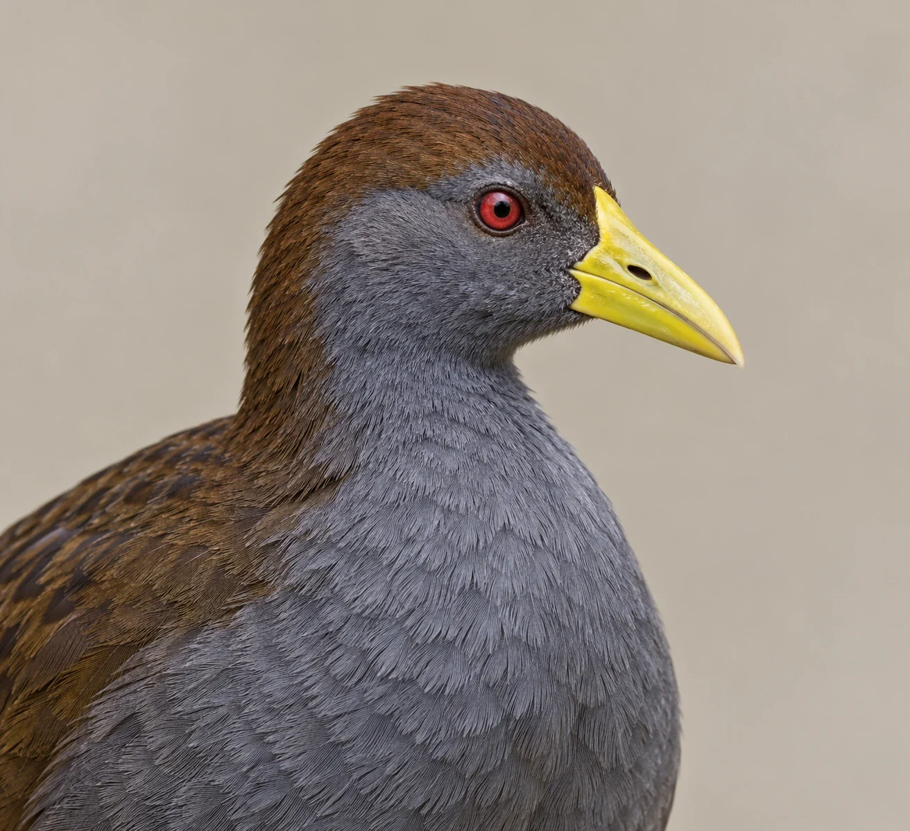 Tasmanian Native-hen