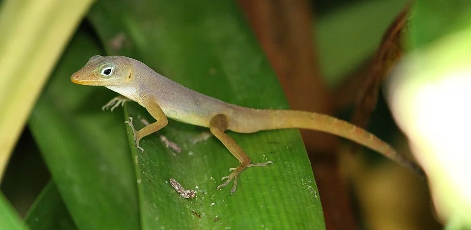 Anolis Wattsi schwartzi on St.Kitts