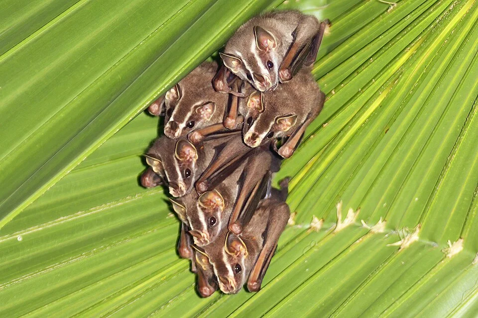 Common tent-making bats (Uroderma bilobatum) in the gardens of the Arenal Nayara Hotel, Costa Rica