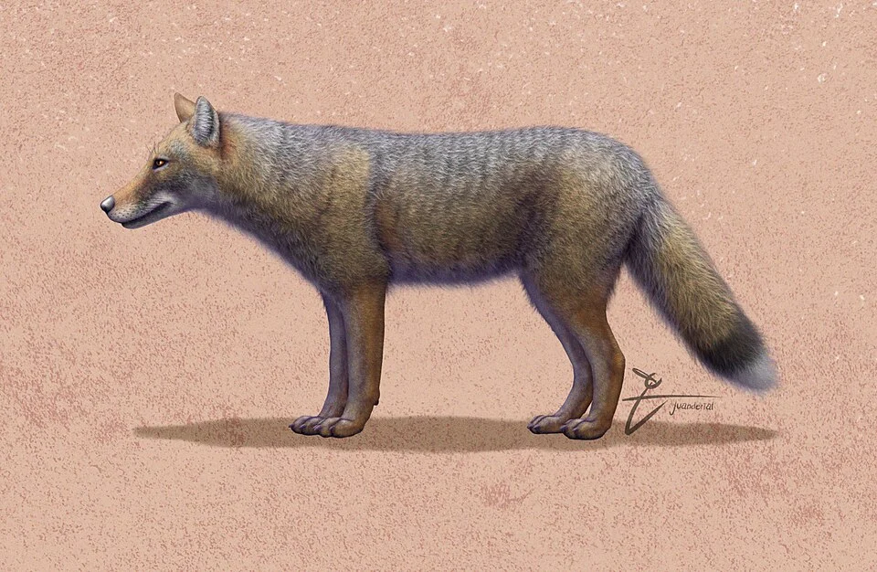 Dusicyon avus life reconstruction.