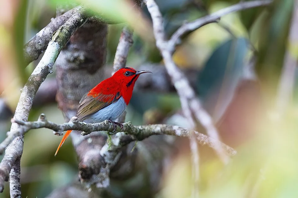Temminck's Sunbird, Trusmadi Forest Reserve