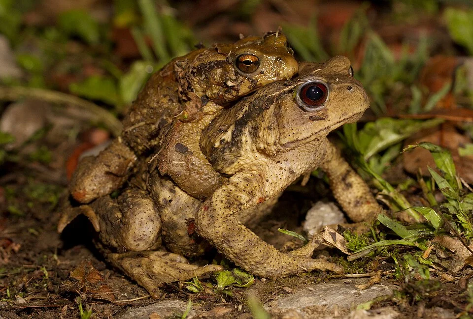 Bankor toads in amplexus (Bufo bankorensis) in Taipei, Taiwan.
