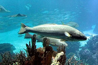 Lisbon, Oceanarium, Argyrosomus regius