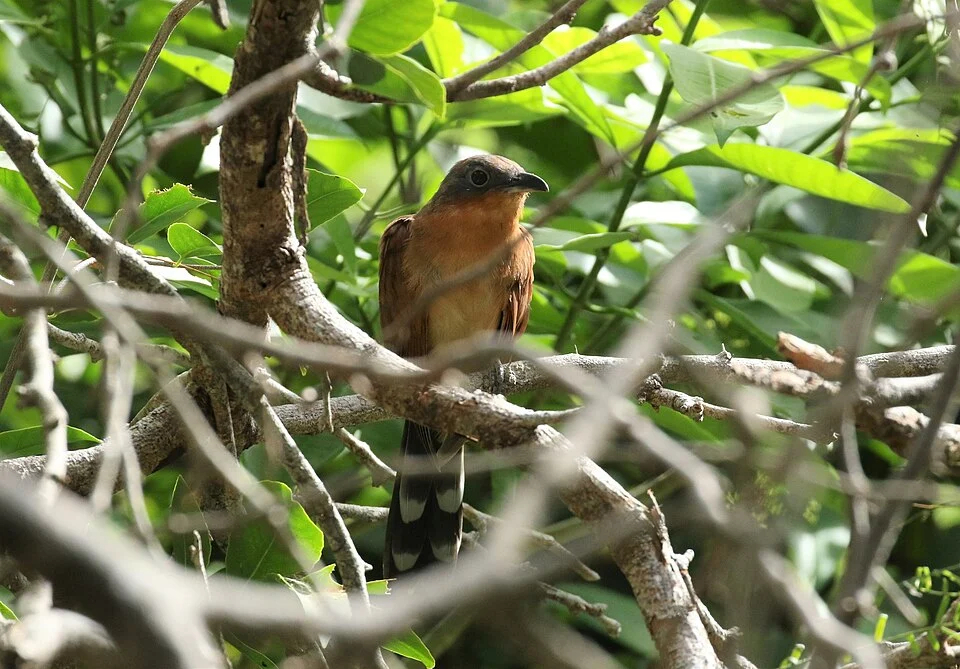 Coccyzus lansbergi. Dunas de la Macuira, La Guajira, Colombia