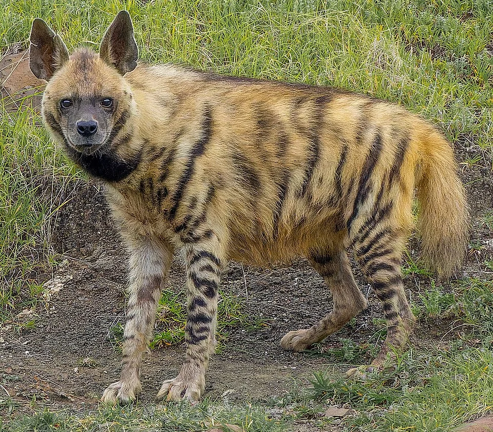 Striped hyena (Hyaena hyaena, Hyaenidae, Carnivora) in Bhigwan, Maharashtra, India.