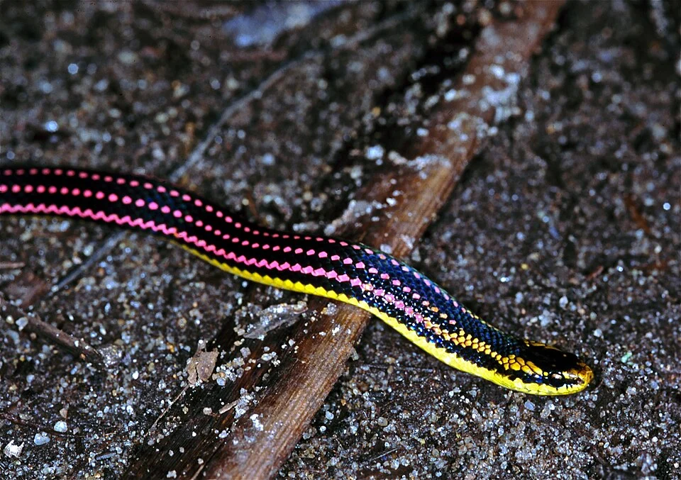 Tampolo, Masoala NP, MADAGASCAR
Scanned Slide from 2004