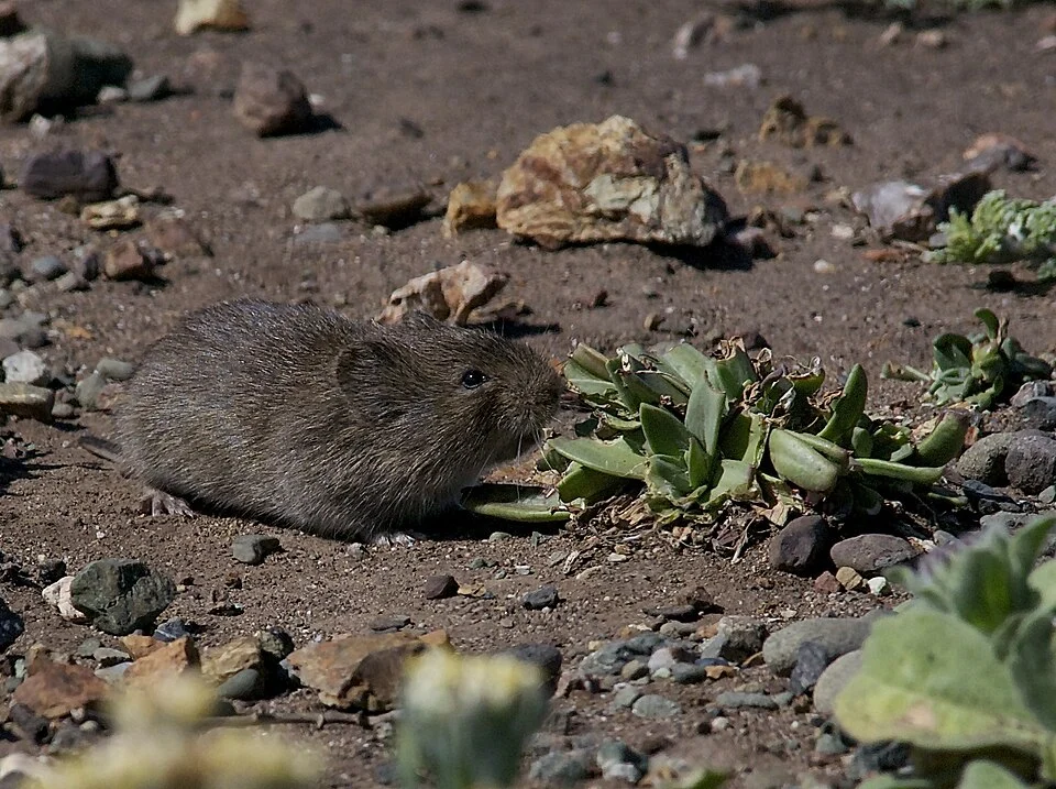 This vole was seen at the Piedras Blancas Lighthouse while I was looking for various birds flying by.