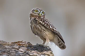 Little owl (Athene noctua, also known as the owl of Athena) in Zhabaiushkan sanctuary. Mangystau Region, Kazakhstan.