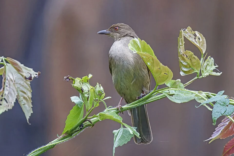 Asian red-eyed bulbul (Pycnonotus brunneus), Sepilok, Sabah, Borneo, Malaysia