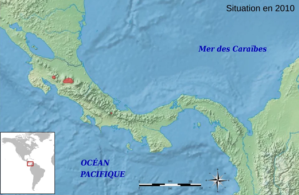 geographic distribution of Isthmohyla angustilineata