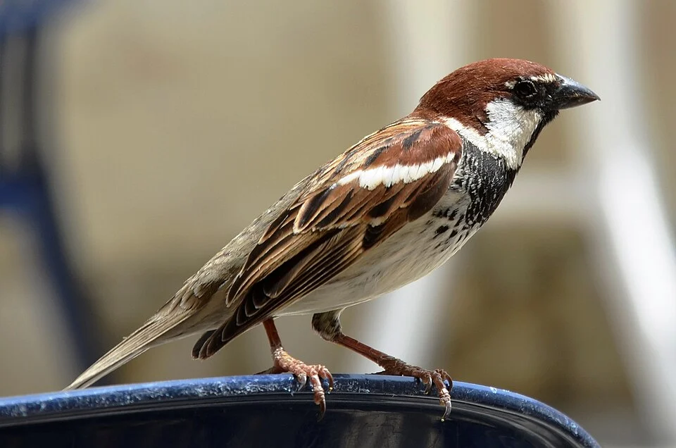 Sparrow on a blue chair in sicily