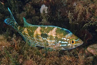 Male Spicara maena photographed in Tuscany (Italy).
Photo by Stefano Guerrieri.