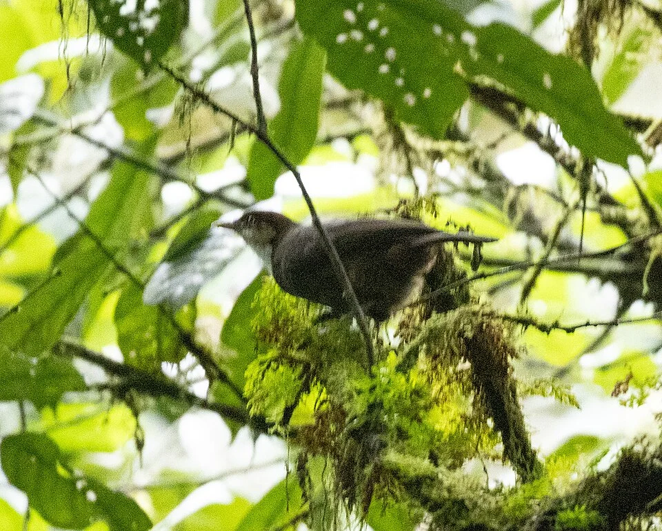 Turdoides gilberti, Sud-Ouest, CM, 2026-03-30 (iNaturalist).