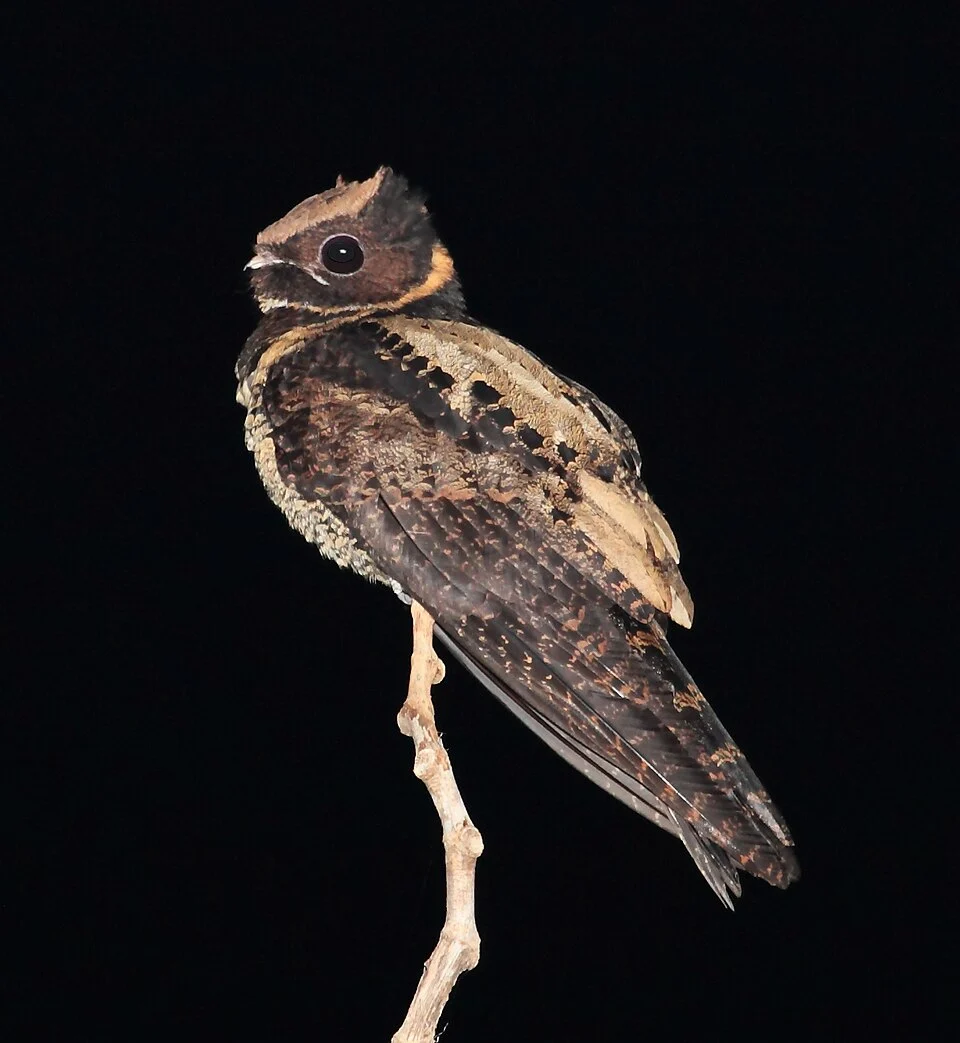 Great Eared-Nightjar, Tangkoko, Sulawesi