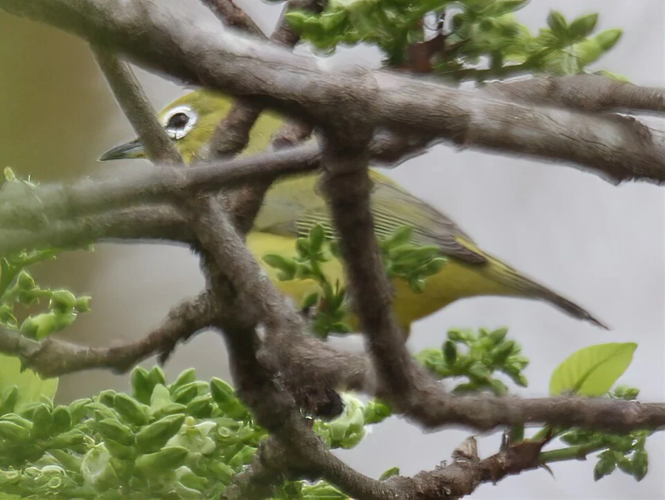 Kikuyu White-eye Zosterops kikuyuensis (syn. Z. poliogastrus kikuyuensis), Nairobi National Park, Kenya