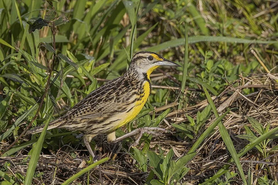 Eastern meadowlark (Sturnella magna mexicana) Orange Walk, Belize
