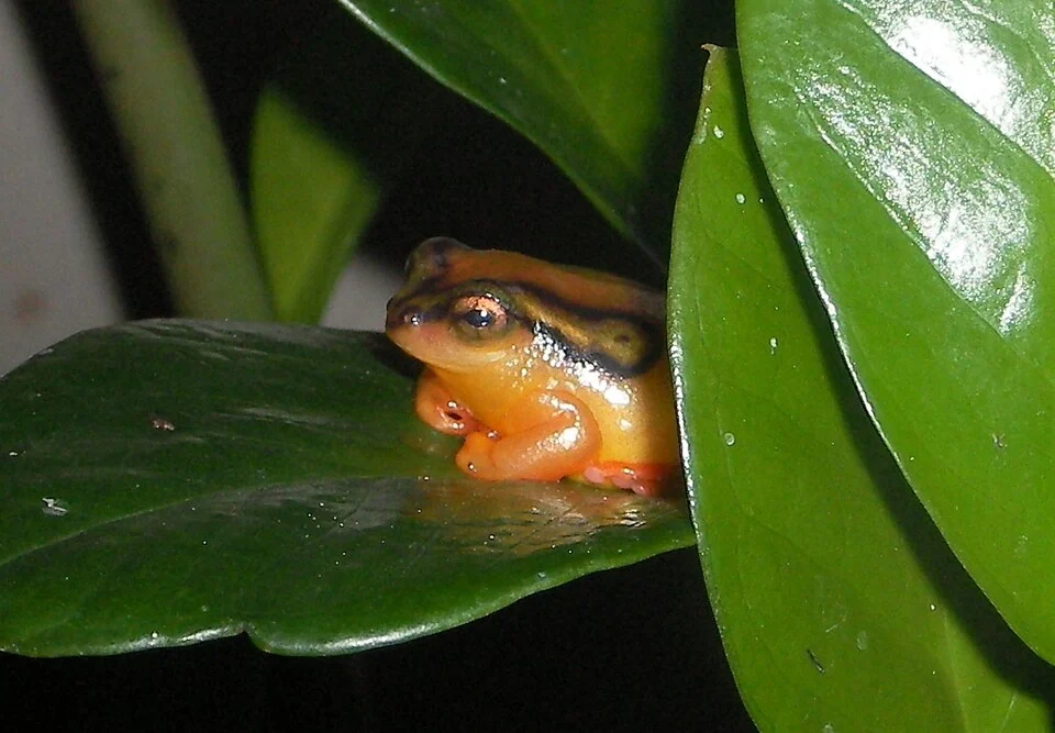 Hyperolius puncticulatus