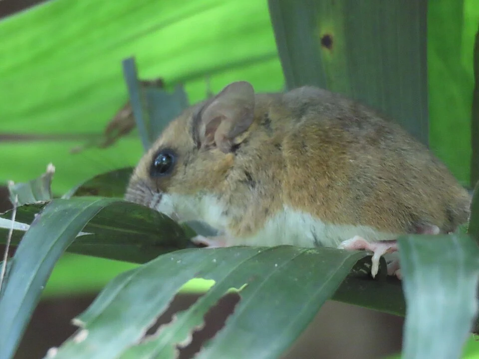 Photo of Mexican harvest mouse (Reithrodontomys mexicanus) uploaded from iNaturalist.