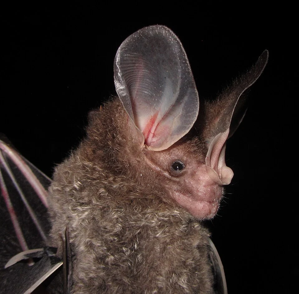 Chrotopterus auritus captured at Puerto Maldonado, Peru.