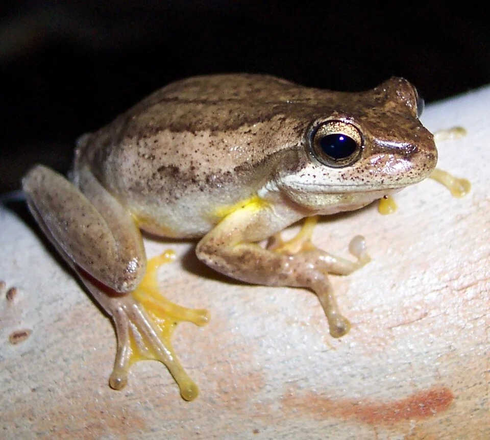 This is a Litoria jervisiensis from Jervis Bay.
en:Category:Frog images