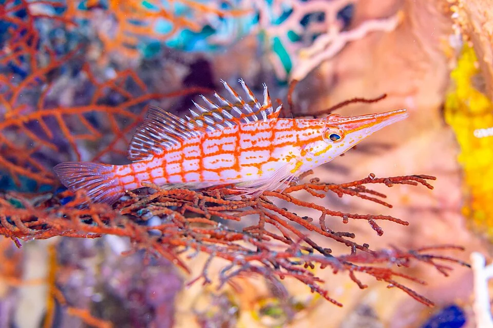 Longnose hawkfish (Oxycirrhites typus), Nosy Antanimora, Madagascar
